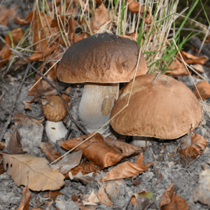 Steinpilz-Familie