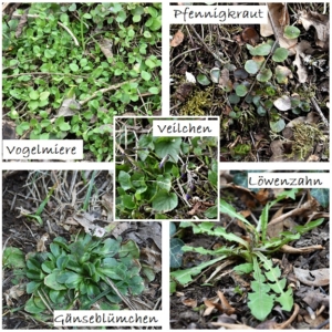 Vogelmiere, Veilchen, Löwenzahn, Gänseblümchen, Pfennigkraut