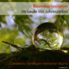 Baumkuriositäten im Laufe der Jahreszeiten