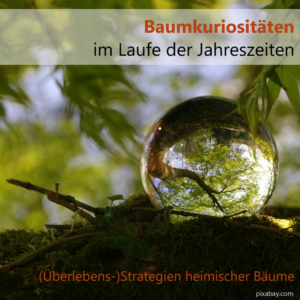 Baumkuriositäten im Laufe der Jahreszeiten